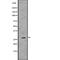 Calbindin 2 antibody, abx148841, Abbexa, Western Blot image 