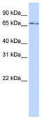Kelch Like Family Member 26 antibody, TA345246, Origene, Western Blot image 