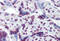RNA Binding Motif Protein 5 antibody, MBS246523, MyBioSource, Immunohistochemistry frozen image 