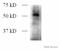 DNA Methyltransferase 3 Like antibody, ab3493, Abcam, Western Blot image 