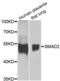 SMAD2 antibody, AHP2524, Bio-Rad (formerly AbD Serotec) , Western Blot image 