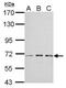 Insulin Like Growth Factor 2 MRNA Binding Protein 2 antibody, NBP1-33728, Novus Biologicals, Western Blot image 