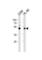 Bleomycin hydrolase antibody, abx034846, Abbexa, Western Blot image 