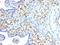 S100 Calcium Binding Protein A4 antibody, orb388628, Biorbyt, Immunohistochemistry paraffin image 