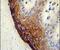 Endothelin Converting Enzyme 1 antibody, PA5-24563, Invitrogen Antibodies, Immunohistochemistry paraffin image 