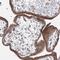 WD Repeat Domain 49 antibody, HPA036225, Atlas Antibodies, Immunohistochemistry frozen image 