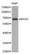 Myocilin antibody, orb48465, Biorbyt, Western Blot image 