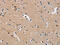 Axin 2 antibody, CSB-PA917071, Cusabio, Immunohistochemistry paraffin image 