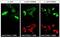 Stathmin 2 antibody, NBP1-49461, Novus Biologicals, Immunocytochemistry image 