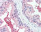 Cell Adhesion Molecule 2 antibody, TA341330, Origene, Immunohistochemistry frozen image 