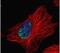 Myoneurin antibody, PA5-30766, Invitrogen Antibodies, Immunofluorescence image 