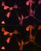 Calcyclin-binding protein antibody, GTX66541, GeneTex, Immunofluorescence image 