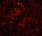 Tripartite motif-containing protein 5 antibody, 3239, ProSci, Immunofluorescence image 