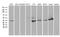 WD Repeat Domain 77 antibody, MA5-27215, Invitrogen Antibodies, Western Blot image 