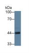 Aryl Hydrocarbon Receptor Nuclear Translocator 2 antibody, LS-C686960, Lifespan Biosciences, Western Blot image 