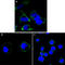 Reticulon 3 antibody, abx016053, Abbexa, Western Blot image 