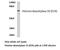 Histone Deacetylase 10 antibody, LS-C176056, Lifespan Biosciences, Western Blot image 