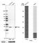 Transcription Factor A, Mitochondrial antibody, HPA063684, Atlas Antibodies, Western Blot image 
