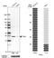 Transcription factor A, mitochondrial antibody, HPA063684, Atlas Antibodies, Western Blot image 