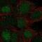 Triosephosphate Isomerase 1 antibody, NBP2-56753, Novus Biologicals, Immunocytochemistry image 