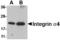 CD49D antibody, LS-C83933, Lifespan Biosciences, Western Blot image 