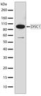 DISC1 Scaffold Protein antibody, 710203, Invitrogen Antibodies, Western Blot image 