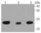 COX2 antibody, A03631, Boster Biological Technology, Western Blot image 