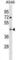 Tripartite motif-containing protein ENSP00000309378 antibody, abx030772, Abbexa, Western Blot image 