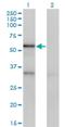 Serpin Family A Member 10 antibody, H00051156-M02, Novus Biologicals, Western Blot image 