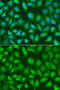 X-Ray Repair Cross Complementing 2 antibody, 15-120, ProSci, Immunofluorescence image 