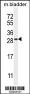 TIFA Inhibitor antibody, 55-493, ProSci, Western Blot image 