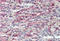 FEEL-1 antibody, AP33007PU-N, Origene, Immunohistochemistry paraffin image 