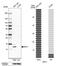 Mitochondrial Pyruvate Carrier 1 antibody, PA5-60929, Invitrogen Antibodies, Western Blot image 