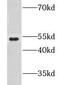 G Protein-Coupled Receptor 142 antibody, FNab03597, FineTest, Western Blot image 