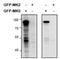 MAPK Activated Protein Kinase 5 antibody, AP32808PU-N, Origene, Western Blot image 