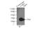 Cyclin Dependent Kinase 2 antibody, 10122-1-AP, Proteintech Group, Immunoprecipitation image 