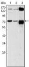 ATPase Secretory Pathway Ca2+ Transporting 1 antibody, NBP1-47467, Novus Biologicals, Western Blot image 
