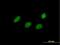 Transcription Elongation Factor A Like 4 antibody, H00079921-B01P, Novus Biologicals, Immunocytochemistry image 