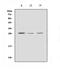 Fibroblast Growth Factor 9 antibody, A02274, Boster Biological Technology, Western Blot image 