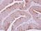 Glutaminyl-TRNA Synthetase antibody, NBP2-20028, Novus Biologicals, Immunohistochemistry frozen image 