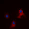 Eukaryotic Translation Initiation Factor 3 Subunit L antibody, LS-B13703, Lifespan Biosciences, Immunofluorescence image 