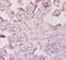 Alpha-1-Microglobulin/Bikunin Precursor antibody, MBS7003403, MyBioSource, Immunohistochemistry paraffin image 