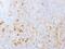 Selectin P Ligand antibody, 33-602, ProSci, Immunofluorescence image 