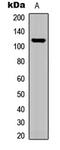 G-protein coupled receptor PGR23 antibody, LS-C358996, Lifespan Biosciences, Western Blot image 