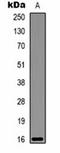 GFP-tag antibody, orb323043, Biorbyt, Western Blot image 