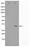 Cyclin-G1 antibody, TA347367, Origene, Western Blot image 