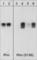 Ras Homolog Family Member A antibody, RP1361, ECM Biosciences, Western Blot image 