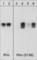 Transforming protein RhoA antibody, RP1361, ECM Biosciences, Western Blot image 