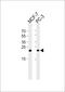 Proteasome 26S Subunit, Non-ATPase 10 antibody, PA5-72168, Invitrogen Antibodies, Western Blot image 