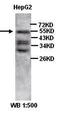 Proliferation And Apoptosis Adaptor Protein 15 antibody, orb77312, Biorbyt, Western Blot image 
